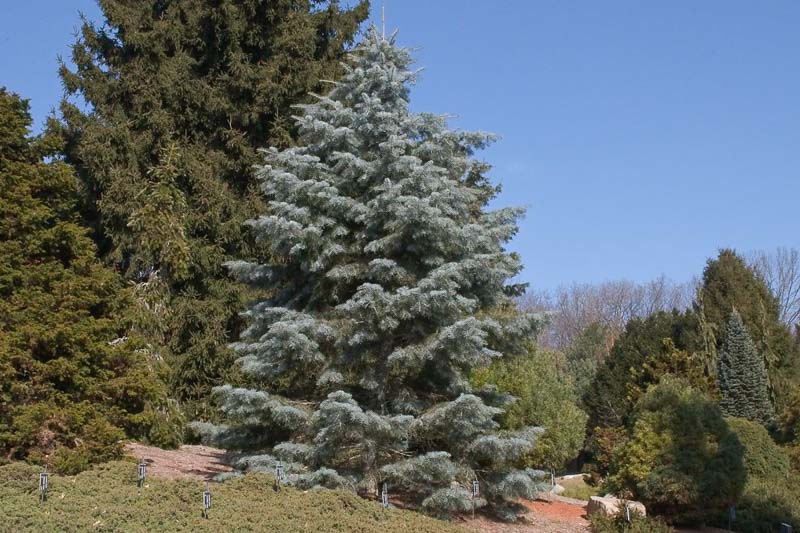 Abies concolor, White Fir, Balsam Fir, Colorado Fir, Concolor Fir, Silver Fir, White Balsam, Oyamel De California