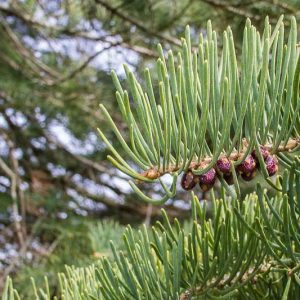 Abies concolor, White Fir, Balsam Fir, Colorado Fir, Concolor Fir, Silver Fir, White Balsam, Oyamel De California