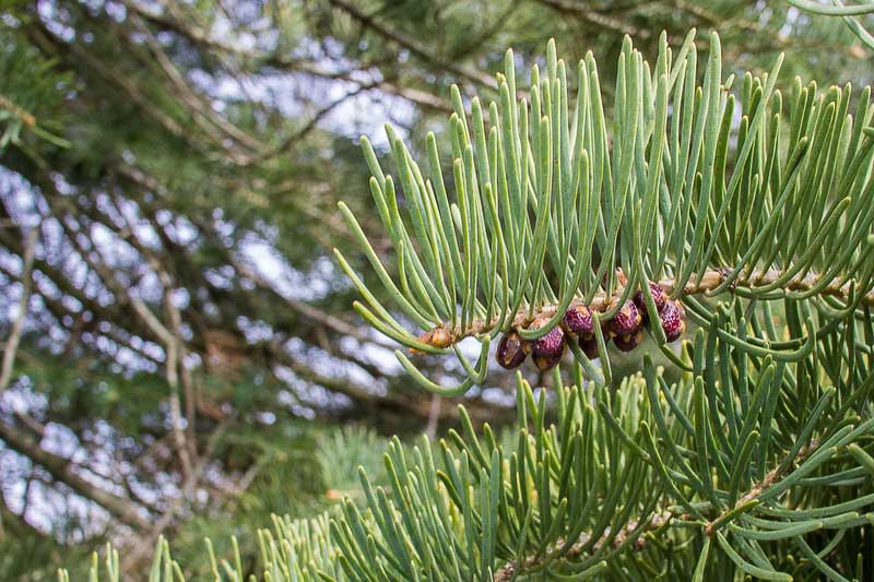 Abies concolor, White Fir, Balsam Fir, Colorado Fir, Concolor Fir, Silver Fir, White Balsam, Oyamel De California