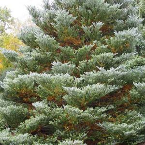 Abies koreana Silberlocke, Fir Tree, Korean Fir