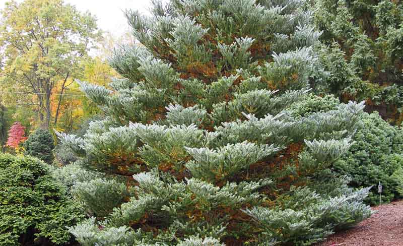 Abies koreana Silberlocke, Fir Tree, Korean Fir