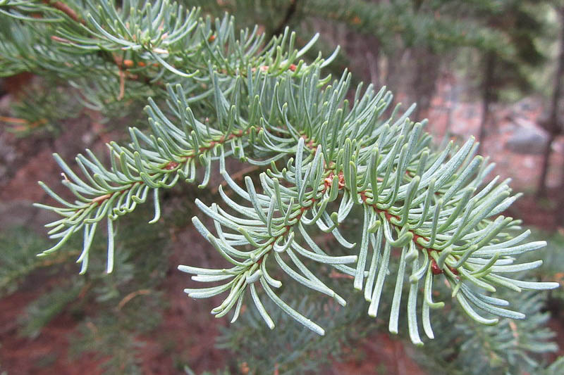 abies lasiocarpa, alpine fir, subalpine fir
