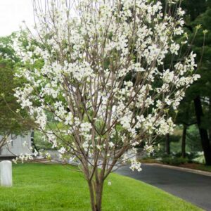 Appalachian Spring dogwood, Cornus florida Appalachian Spring, Flowering Dogwood Appalachian Spring