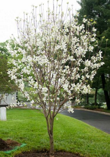 Appalachian Spring dogwood, Cornus florida Appalachian Spring, Flowering Dogwood Appalachian Spring