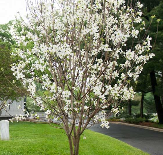 Appalachian Spring dogwood, Cornus florida Appalachian Spring, Flowering Dogwood Appalachian Spring