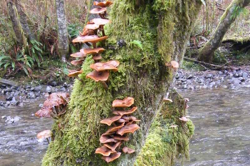 armillaria root rot, honey fungus, armillaria mushroom,
