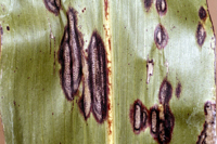 Ascochyta leaf spot, Ascochyta sorghi