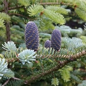 Balsam Fir Cones, Abies balsamea, Fir Tree