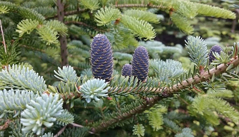 Balsam Fir Cones, Abies balsamea, Fir Tree