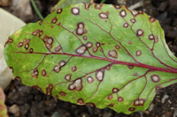 Cercospora leaf spot