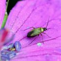 Capsid bug