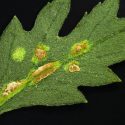 Chrysanthemum White Rust