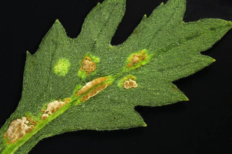 Chrysanthemum Pests and Diseases to Watch Out For