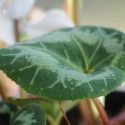 Cyclamen leaf