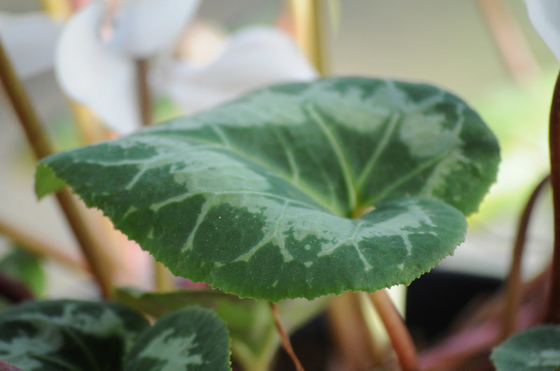 Cyclamen leaf