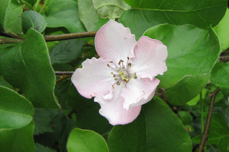 Quince, Cydonia oblonga