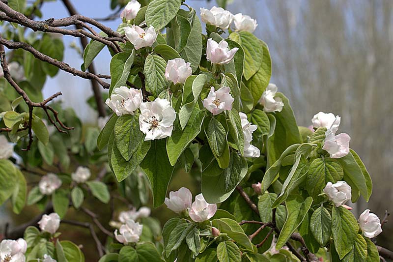 Quince, Cydonia oblonga