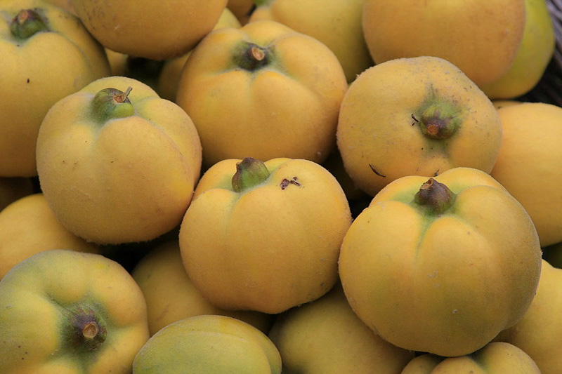 Quince, Cydonia oblonga