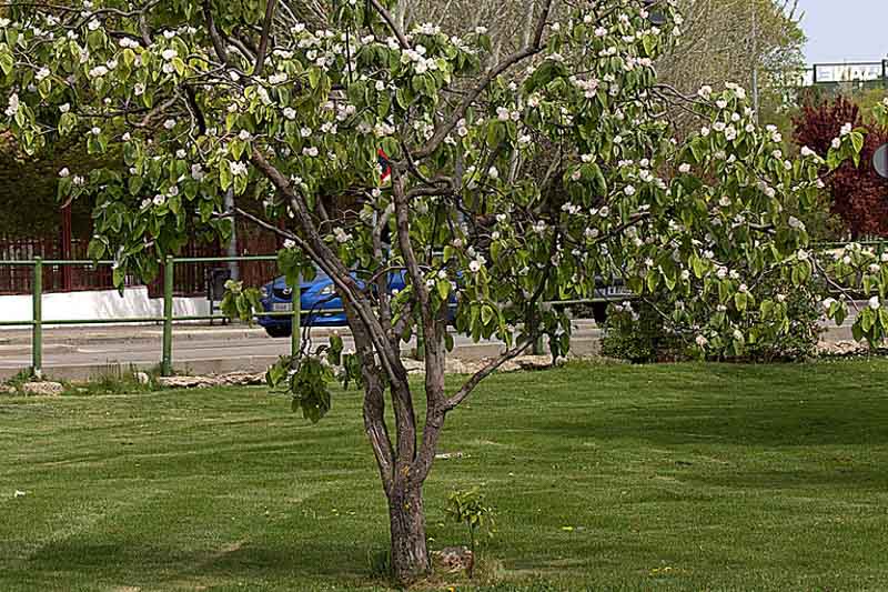 Quince, Cydonia oblonga