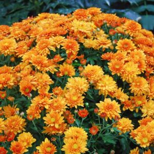 Chrysanthemum, Chrysanthemum Tea, Chrysanthemum health benefits