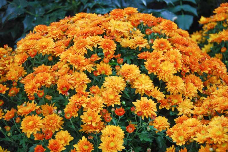 Chrysanthemum, Chrysanthemum Tea, Chrysanthemum health benefits