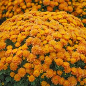 chrysanthemum, mum, Garden mum