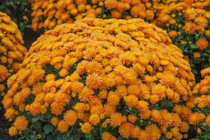 13 Types of Chrysanthemum for a splash of fall color