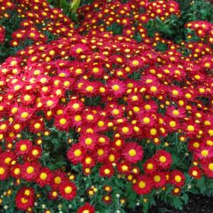 Chrysanthemum, Garden Mum, Mums