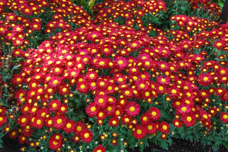 Chrysanthemum Daisy Rose (Mum, Daisy Style Chrysanthemum)