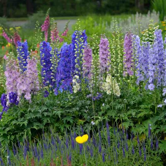 Delphinium New Zealand 'Mini Stars', Delphinium 'Mini Stars'