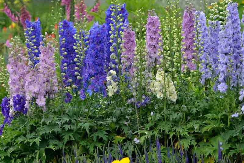 Delphinium New Zealand 'Mini Stars', Delphinium 'Mini Stars'