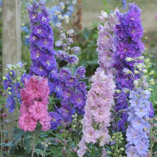 Delphinium New Zealand 'Mini Stars', Delphinium 'Mini Stars'