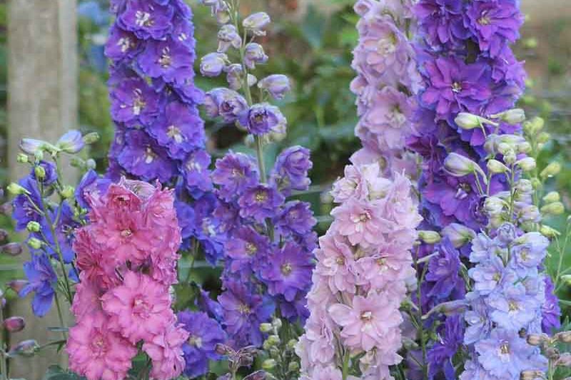 Delphinium New Zealand 'Mini Stars', Delphinium 'Mini Stars'