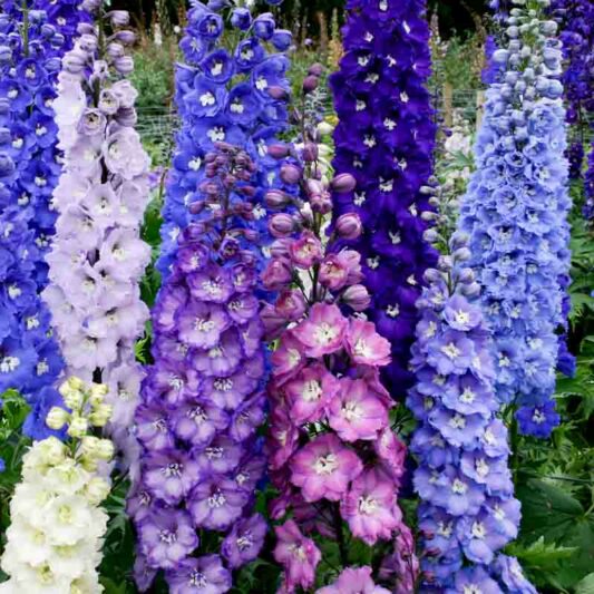 Delphinium New Zealand 'Stars'