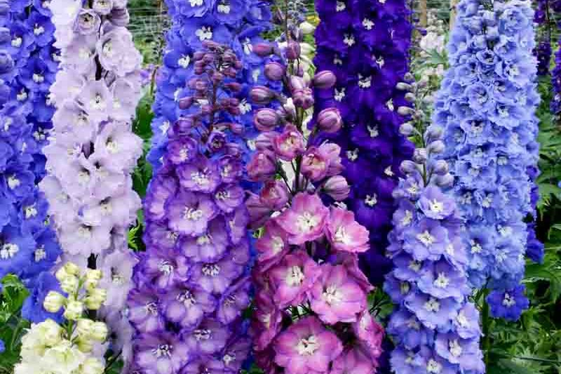 Delphinium New Zealand 'Stars'