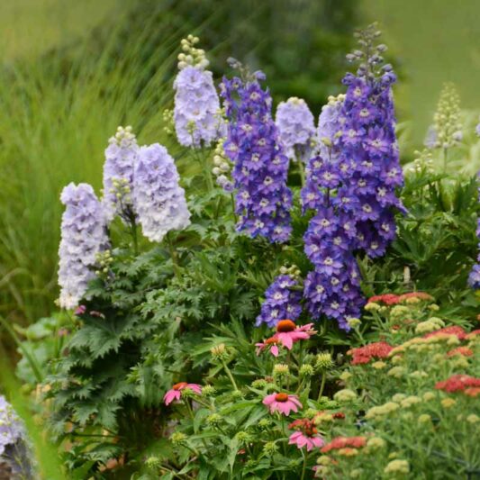 Delphinium New Zealand 'Stars'