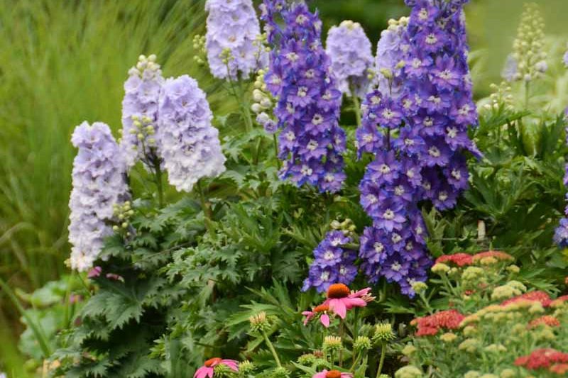 Delphinium New Zealand 'Stars'