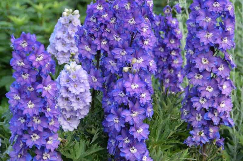 Delphinium New Zealand 'Stars'
