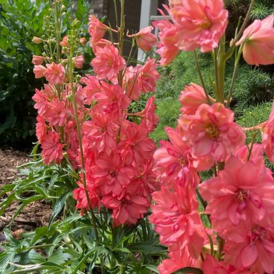 Red Delphinium, Red Larkspur, Red Flowers, Delphinium 'Red Lark'