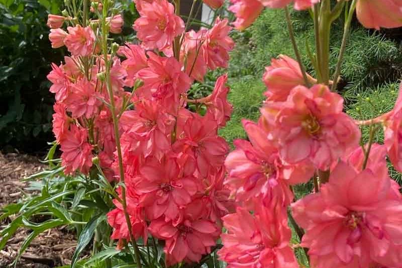 Delphinium 'Red Lark'