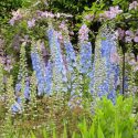 Delphinium, Larkspur