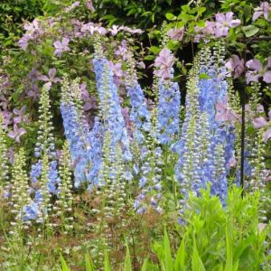 Delphinium, Larkspur