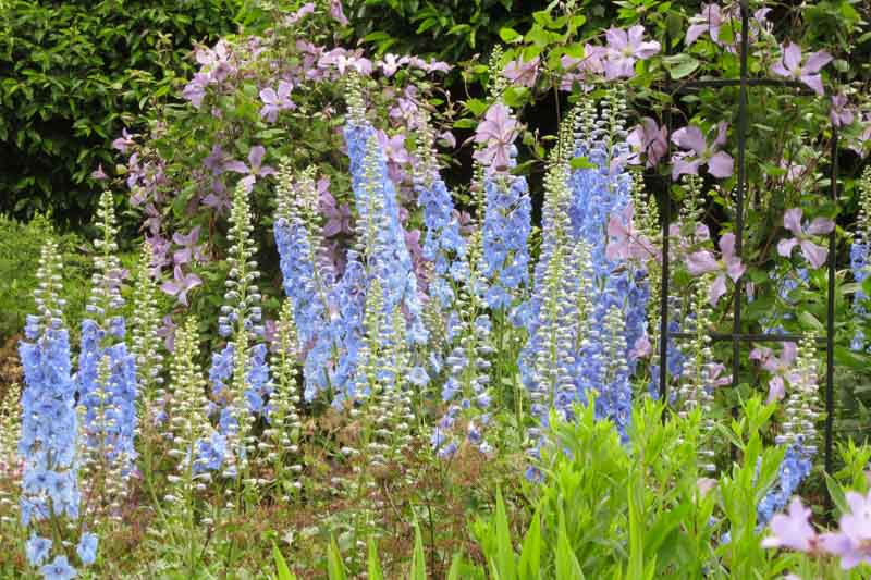 Delphinium, Larkspur