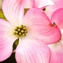 Flowering Dogwood, Cornus florida