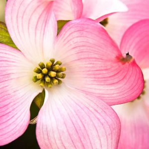 Flowering Dogwood, Cornus florida