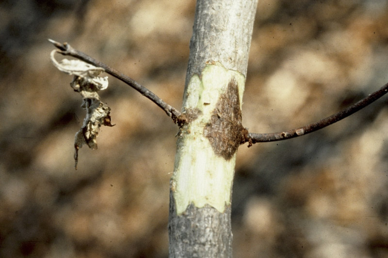 Dogwood Anthracnose, Discula destructiva