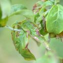 Dogwood Anthracnose, Discula destructiva