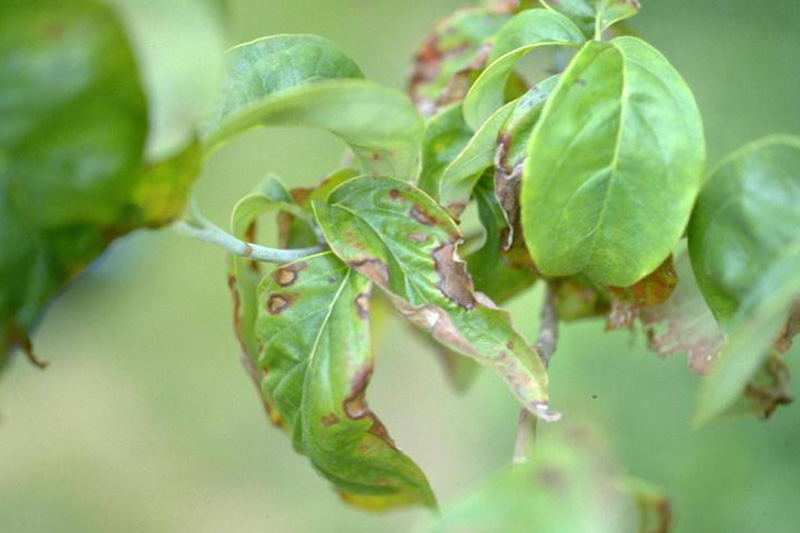 Dogwood Anthracnose, Discula destructiva