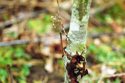 Dogwood Anthracnose, Discula destructiva