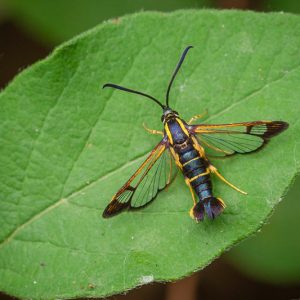 Dogwood Borer, Synanthedon scitula